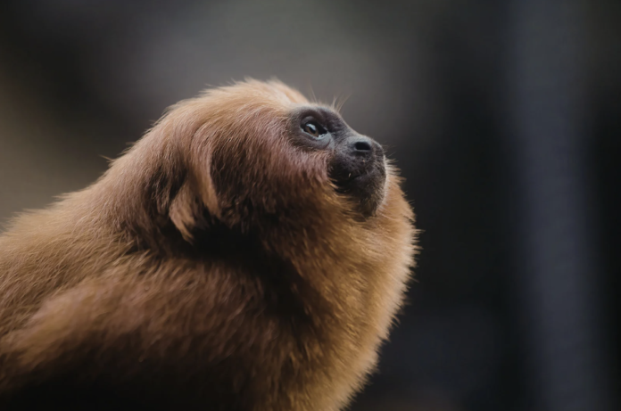 Captura de Tela 2026-03-11 às 17.43.50